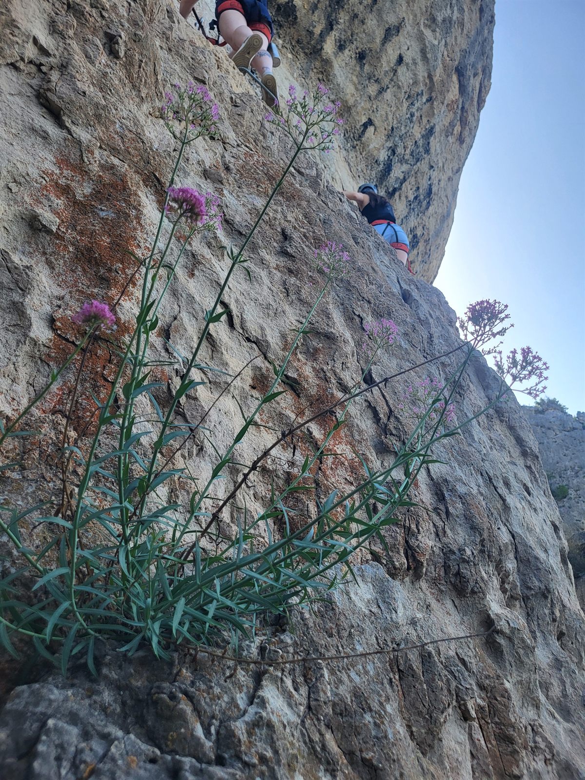 Fleurs roses sauvages accrochées à la paroi calcaire de la via ferrata de Liaucous, grimpeurs en arrière-plan, flore des Cévennes près de Millau